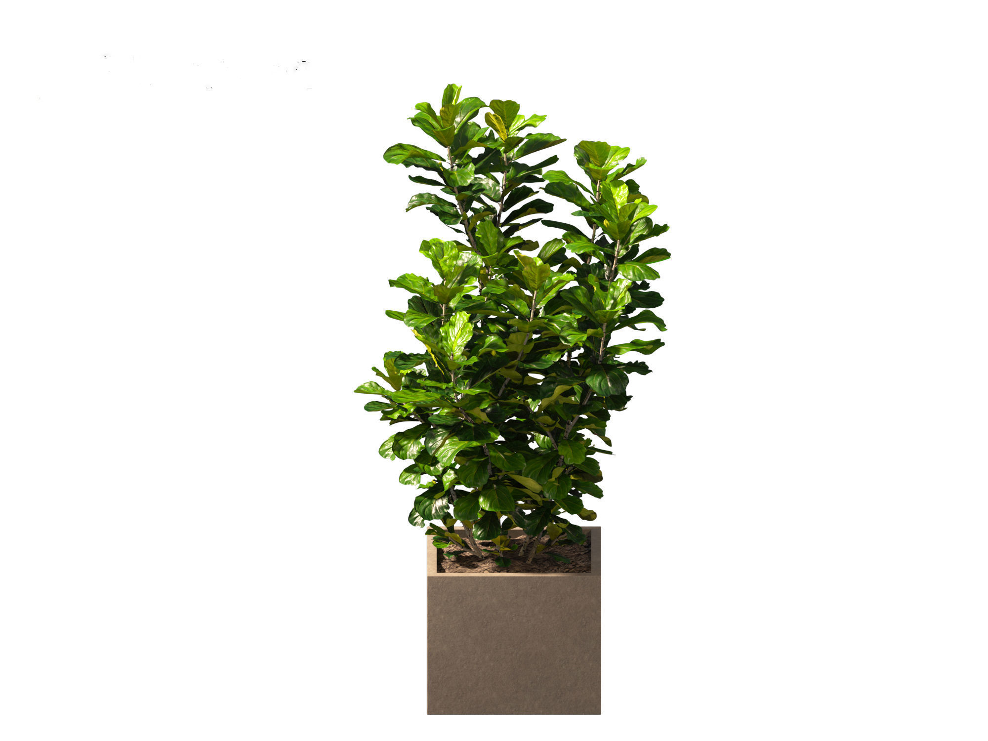 Ficus pandurata - banjo fig 01 3D model_2