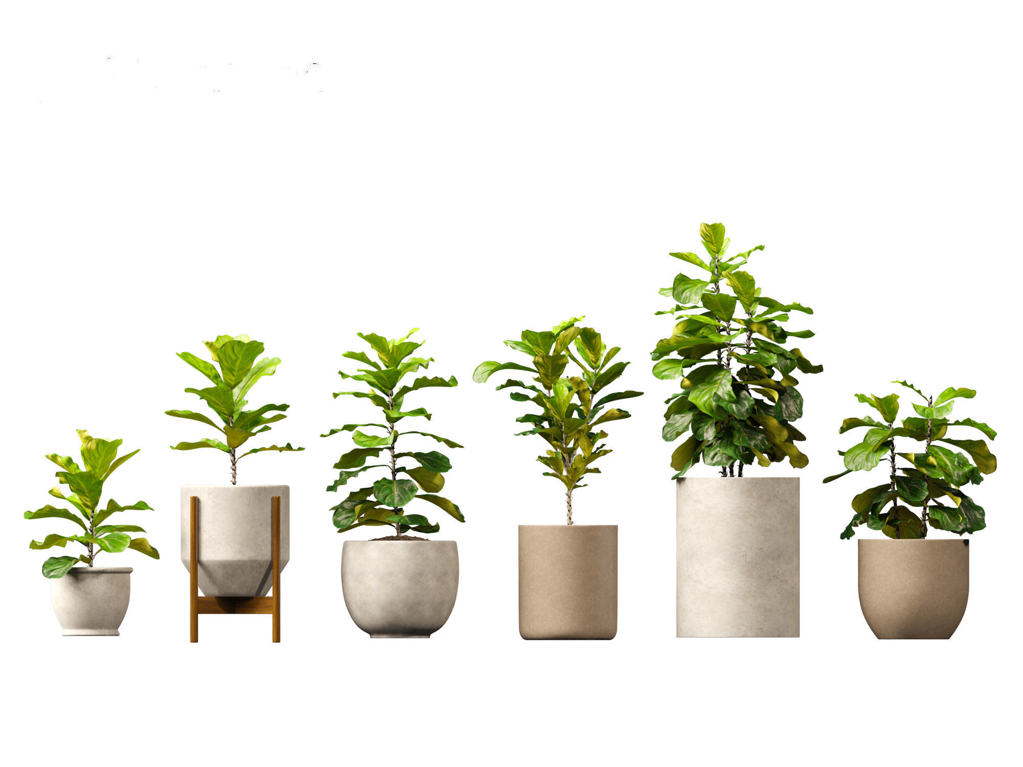 Ficus pandurata - banjo fig 01 3D model_9