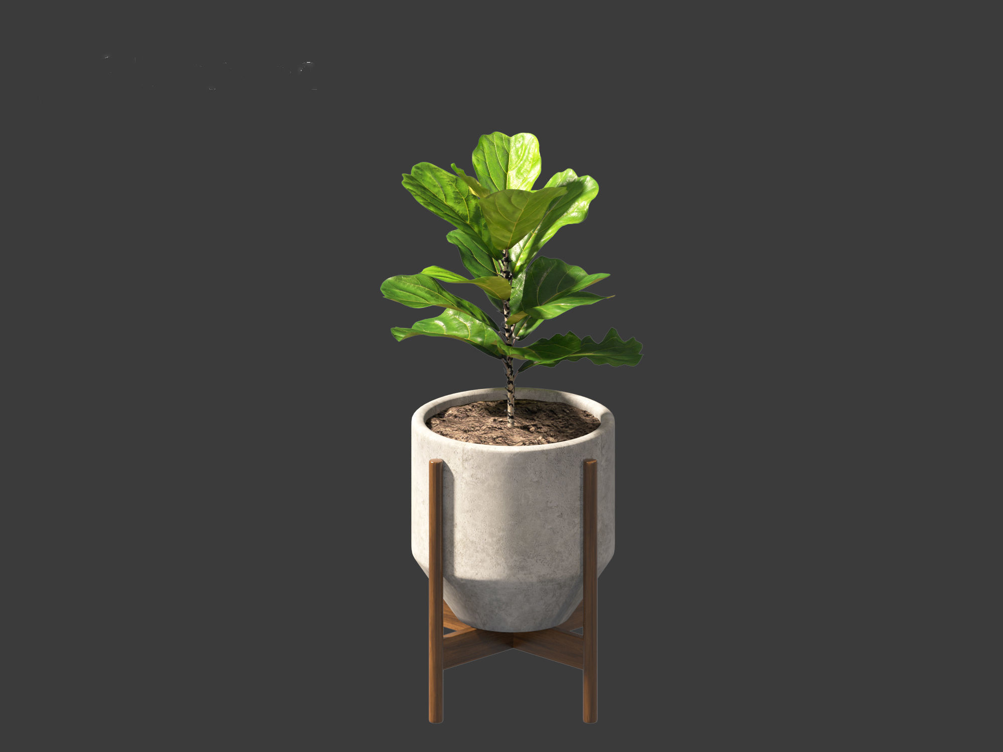 Ficus pandurata - banjo fig 01 3D model_13