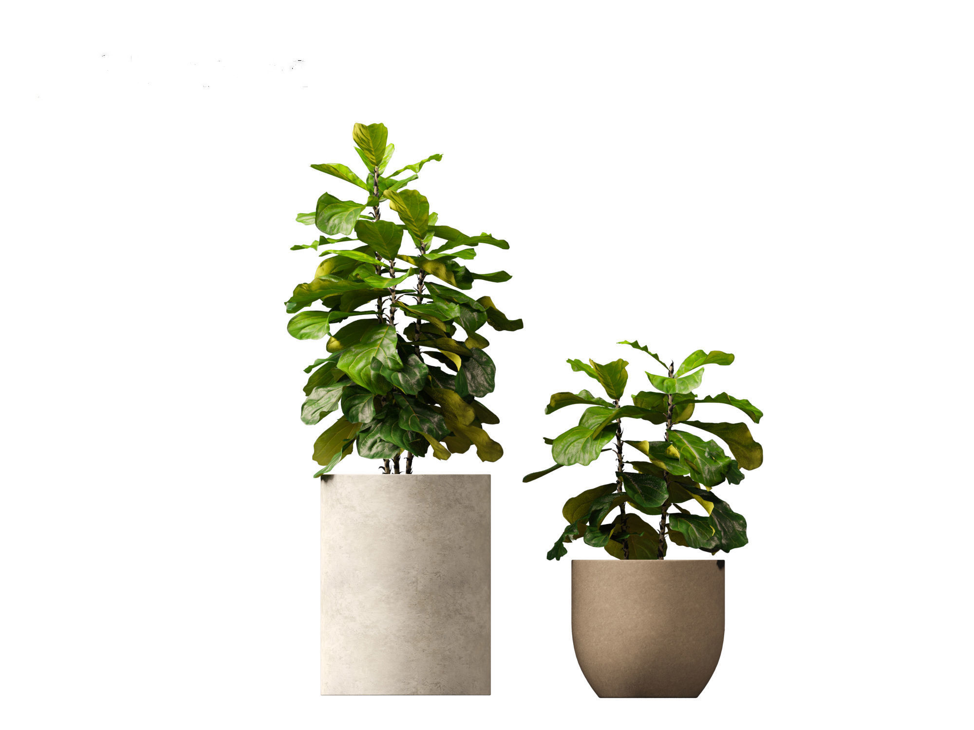 Ficus pandurata - banjo fig 01 3D model_5