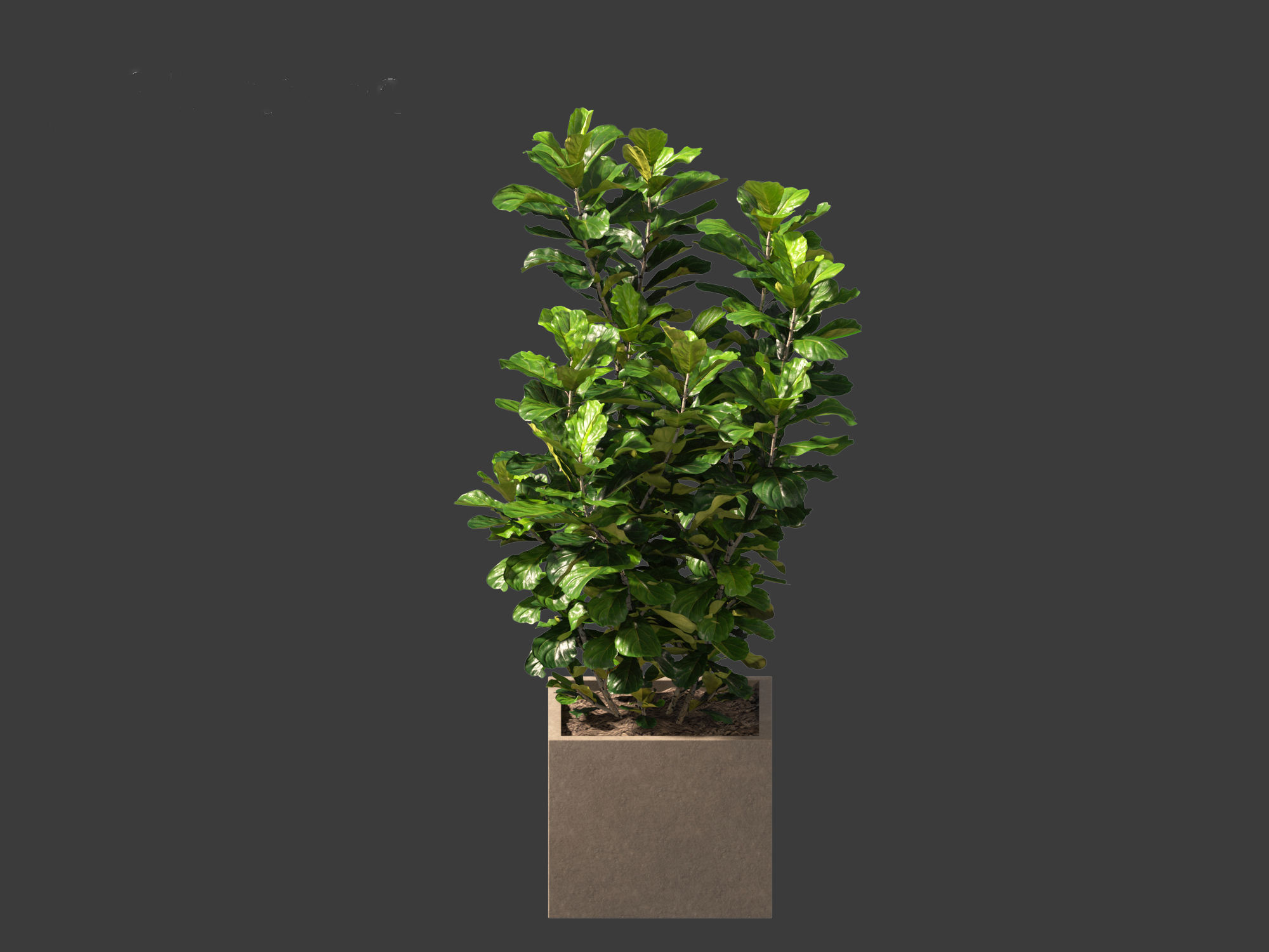 Ficus pandurata - banjo fig 01 3D model_3