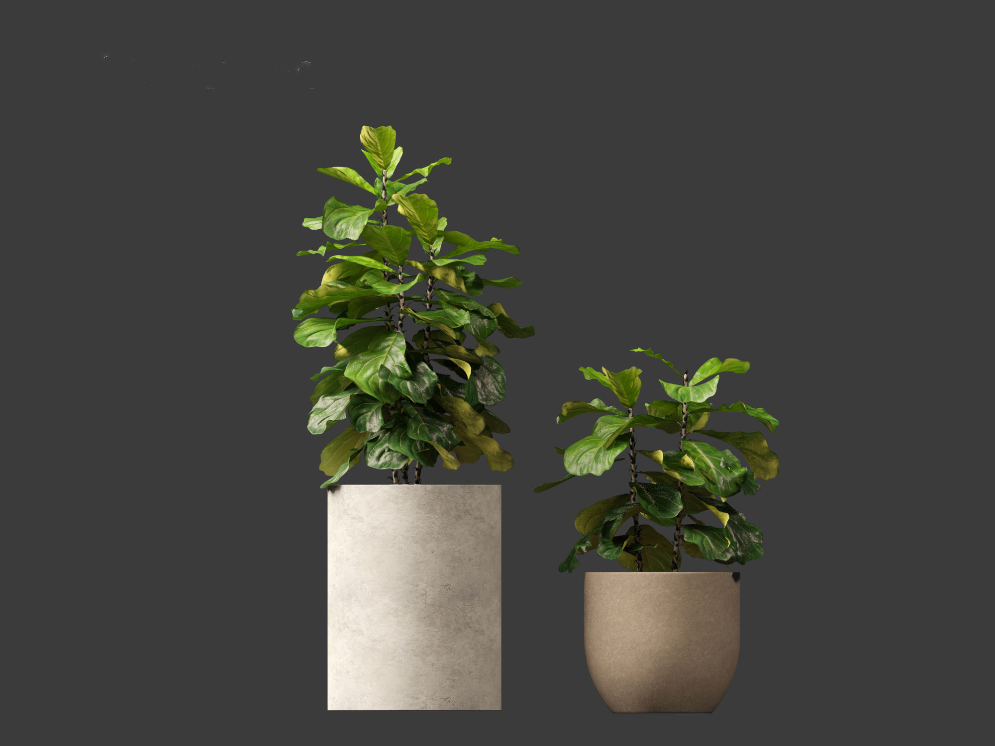 Ficus pandurata - banjo fig 01 3D model_4