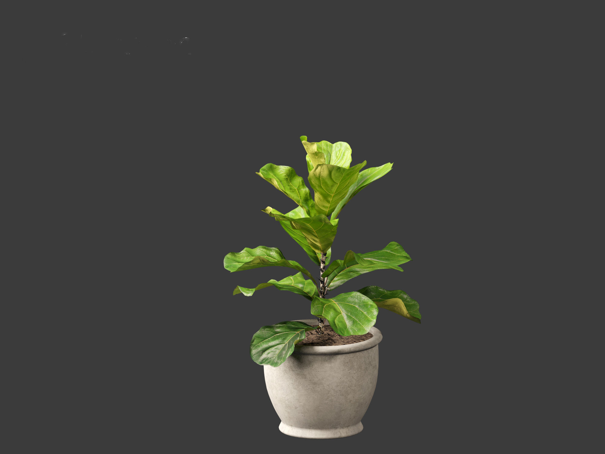 Ficus pandurata - banjo fig 01 3D model_14
