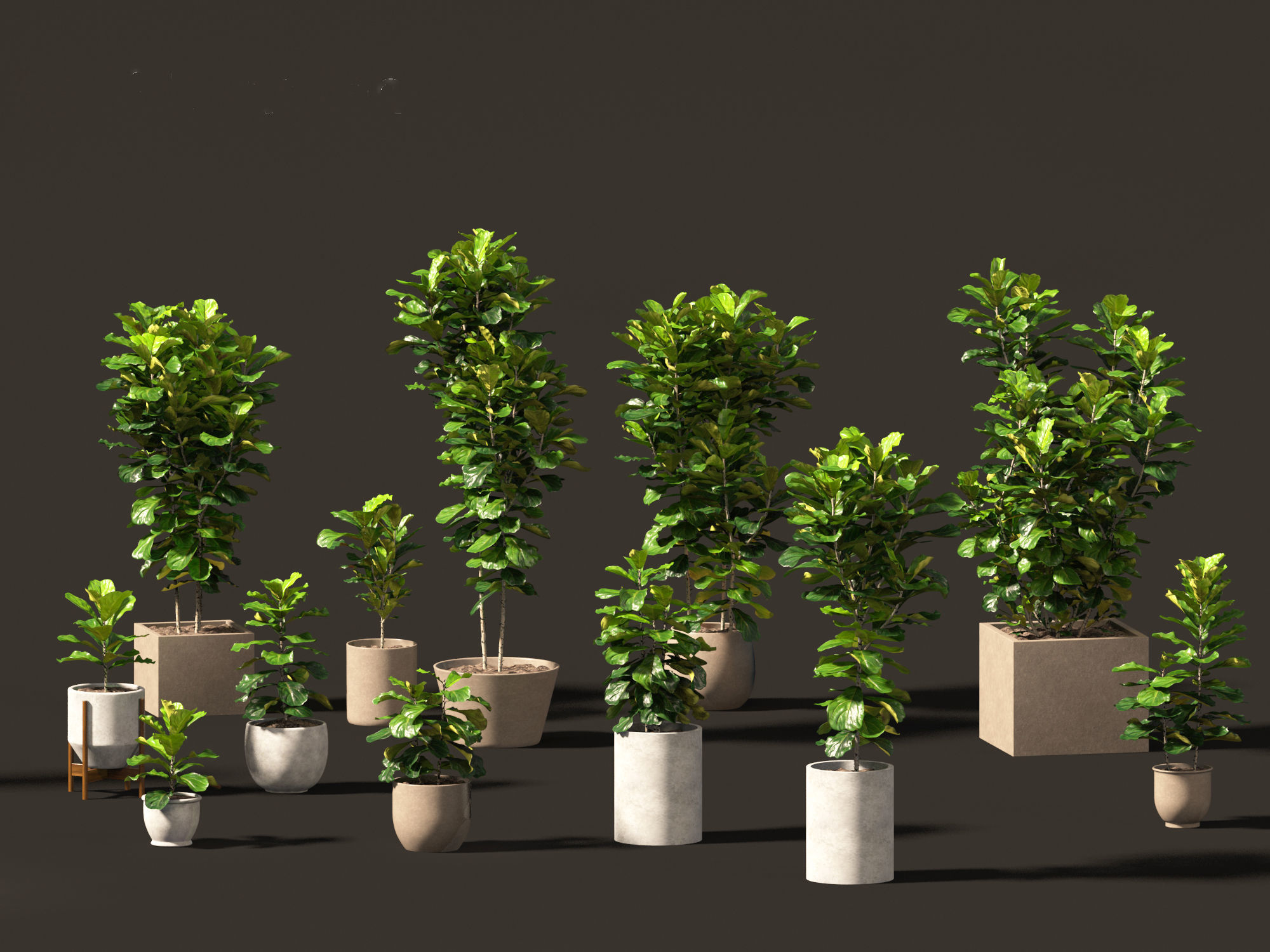 Ficus pandurata - banjo fig 01 3D model_6