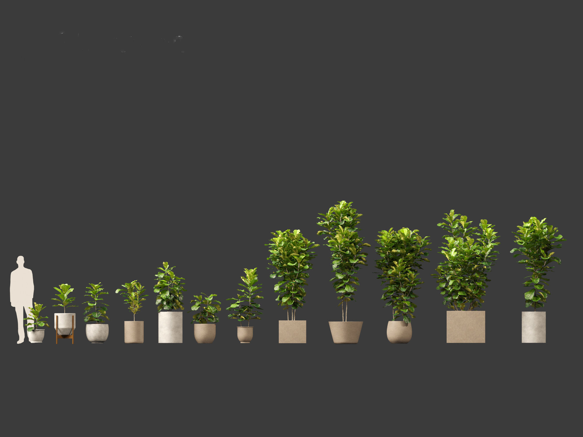 Ficus pandurata - banjo fig 01 3D model_7