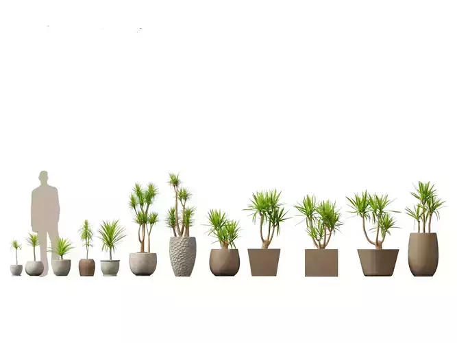 Yucca elephantipes - spineless yucca