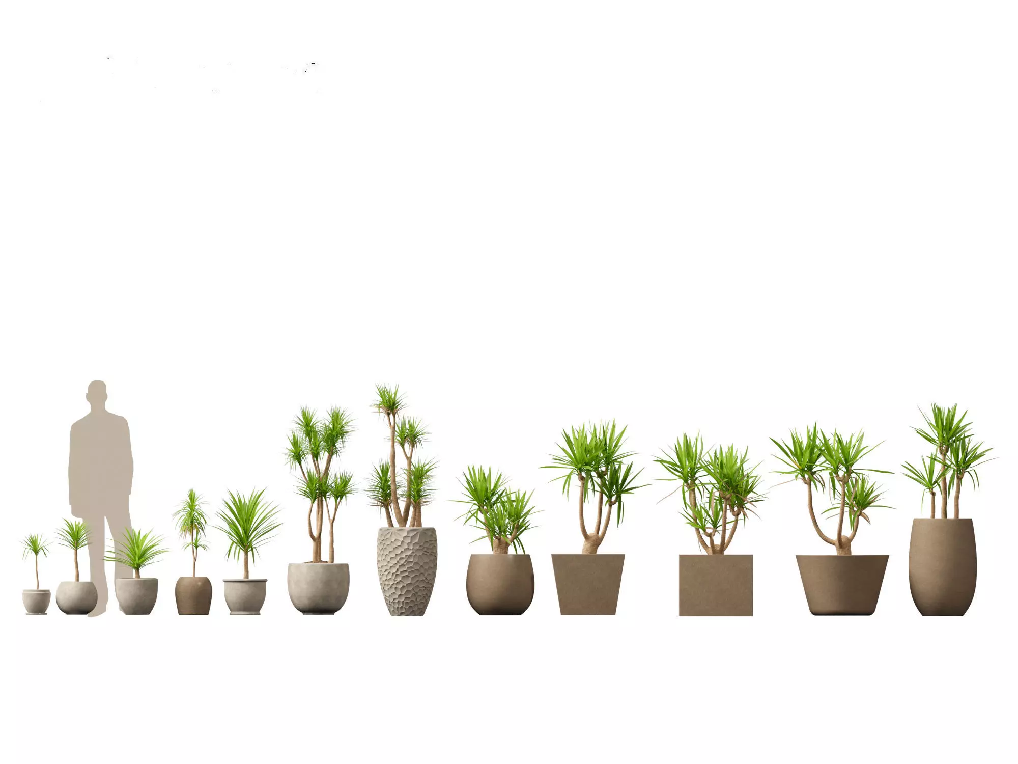 Yucca elephantipes - spineless yucca 3D model_0