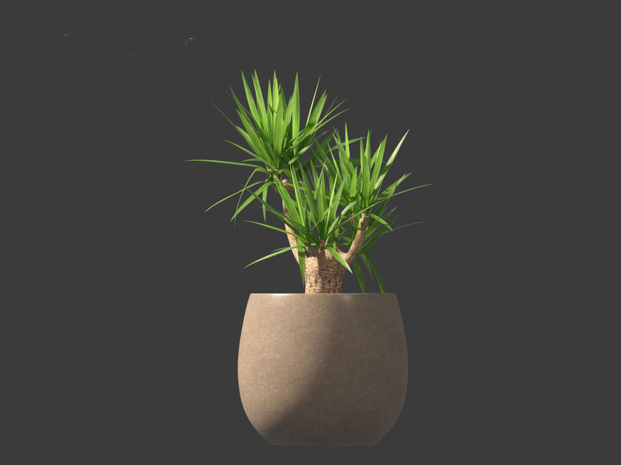 Yucca elephantipes - spineless yucca 3D model_10