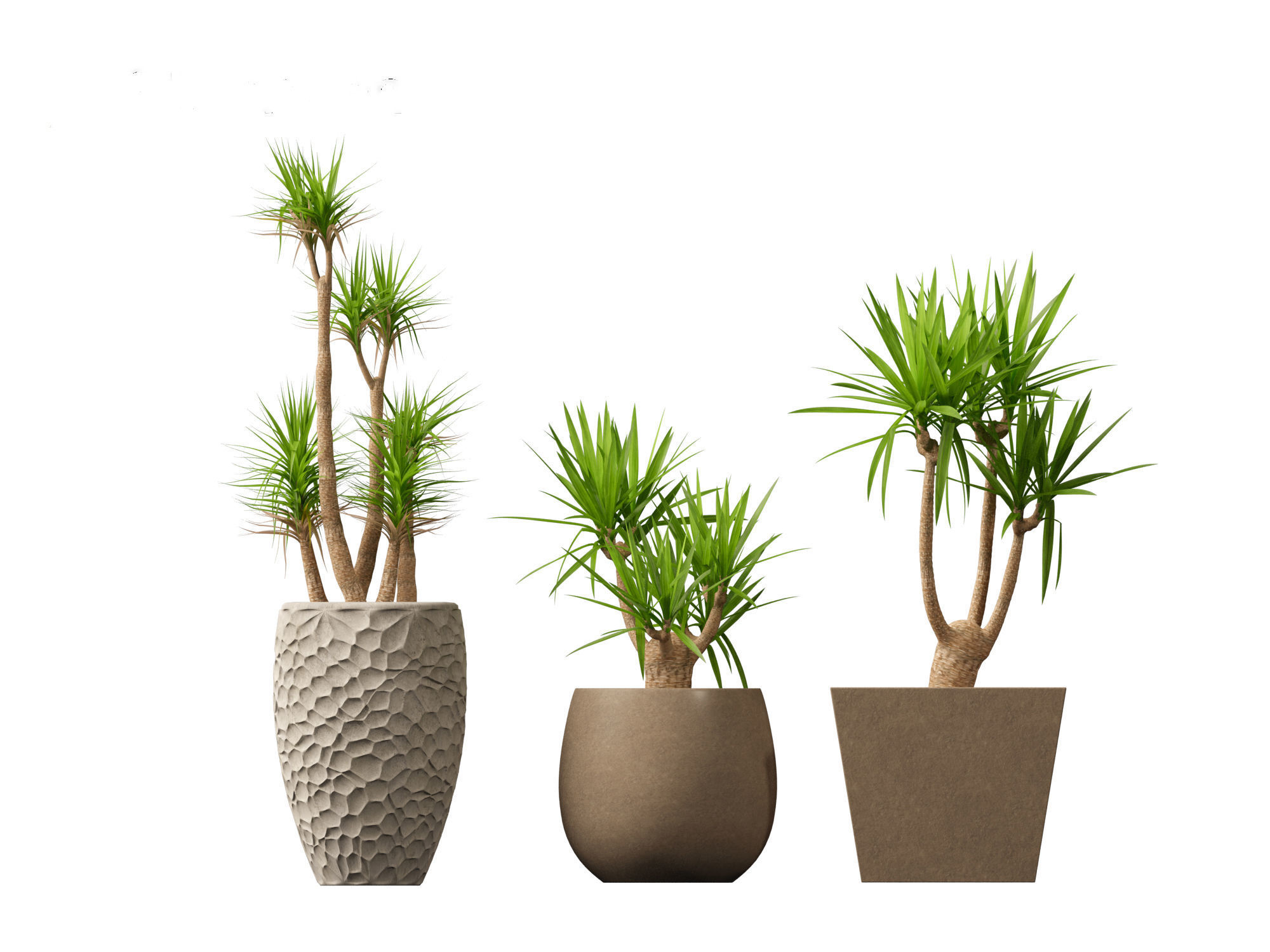 Yucca elephantipes - spineless yucca 3D model_12
