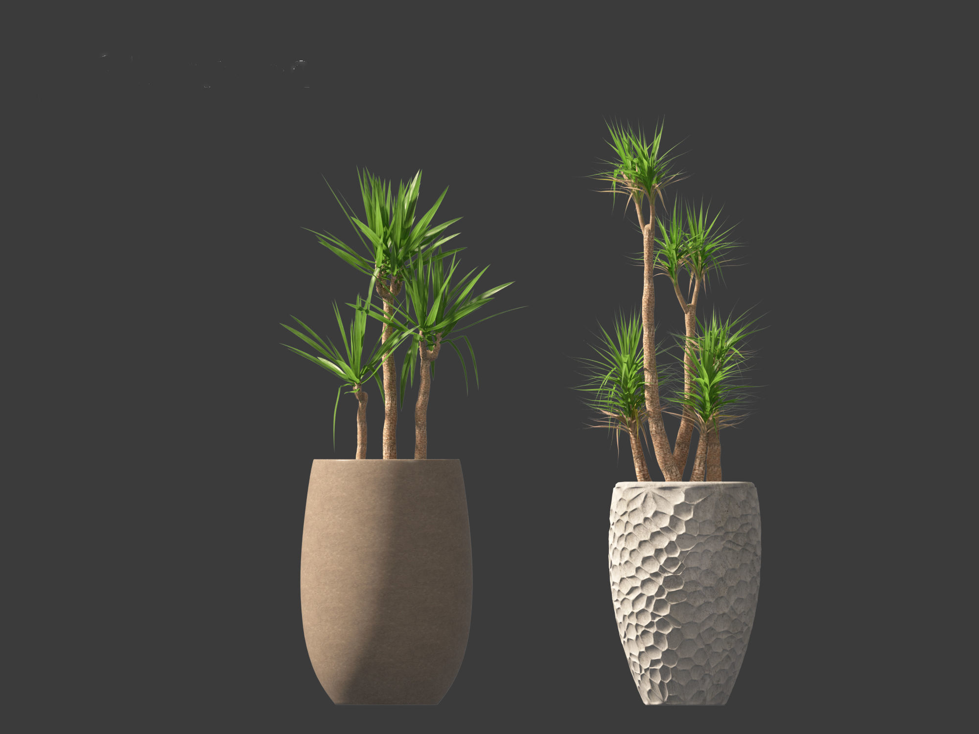Yucca elephantipes - spineless yucca 3D model_1