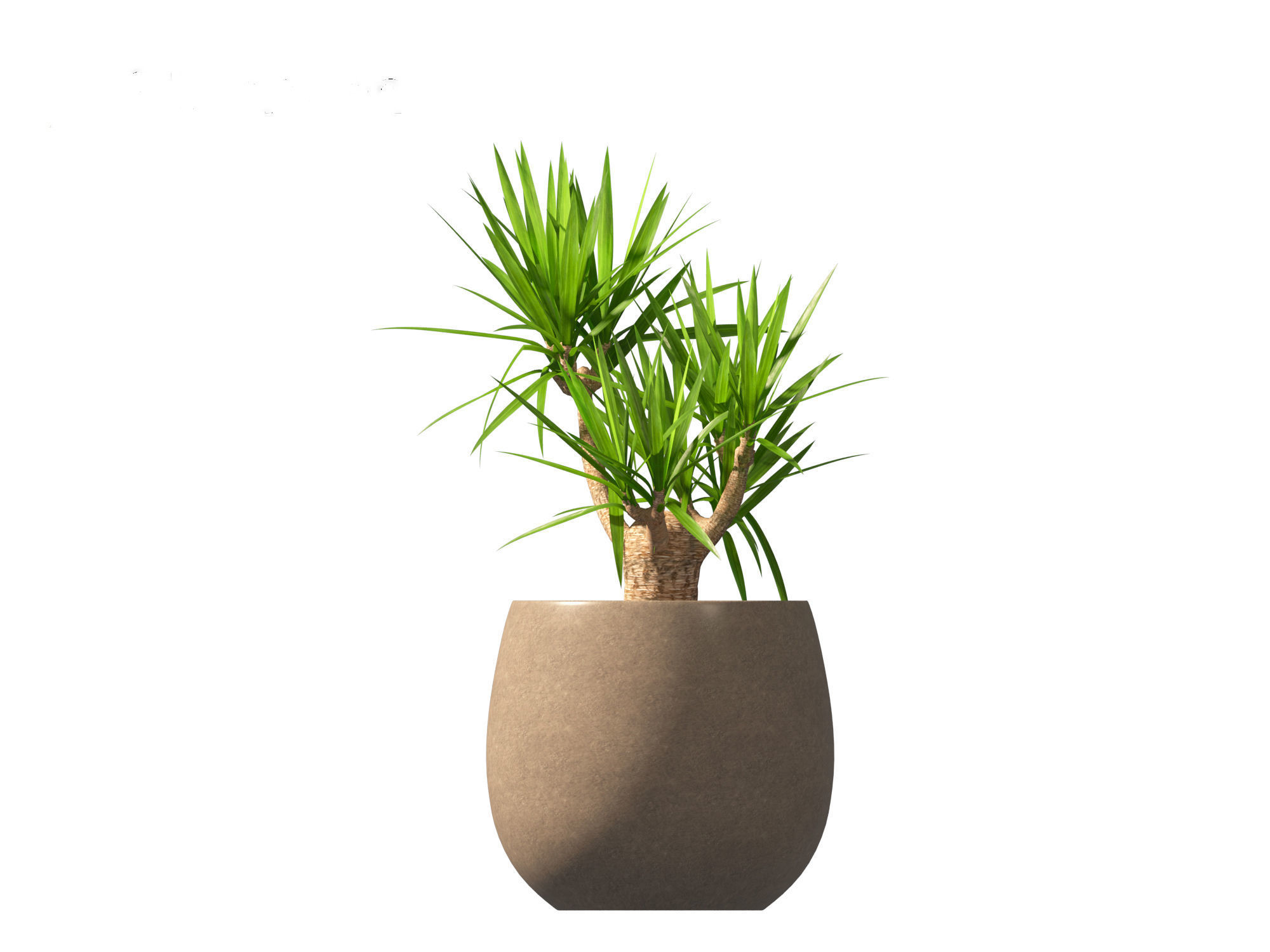 Yucca elephantipes - spineless yucca 3D model_11