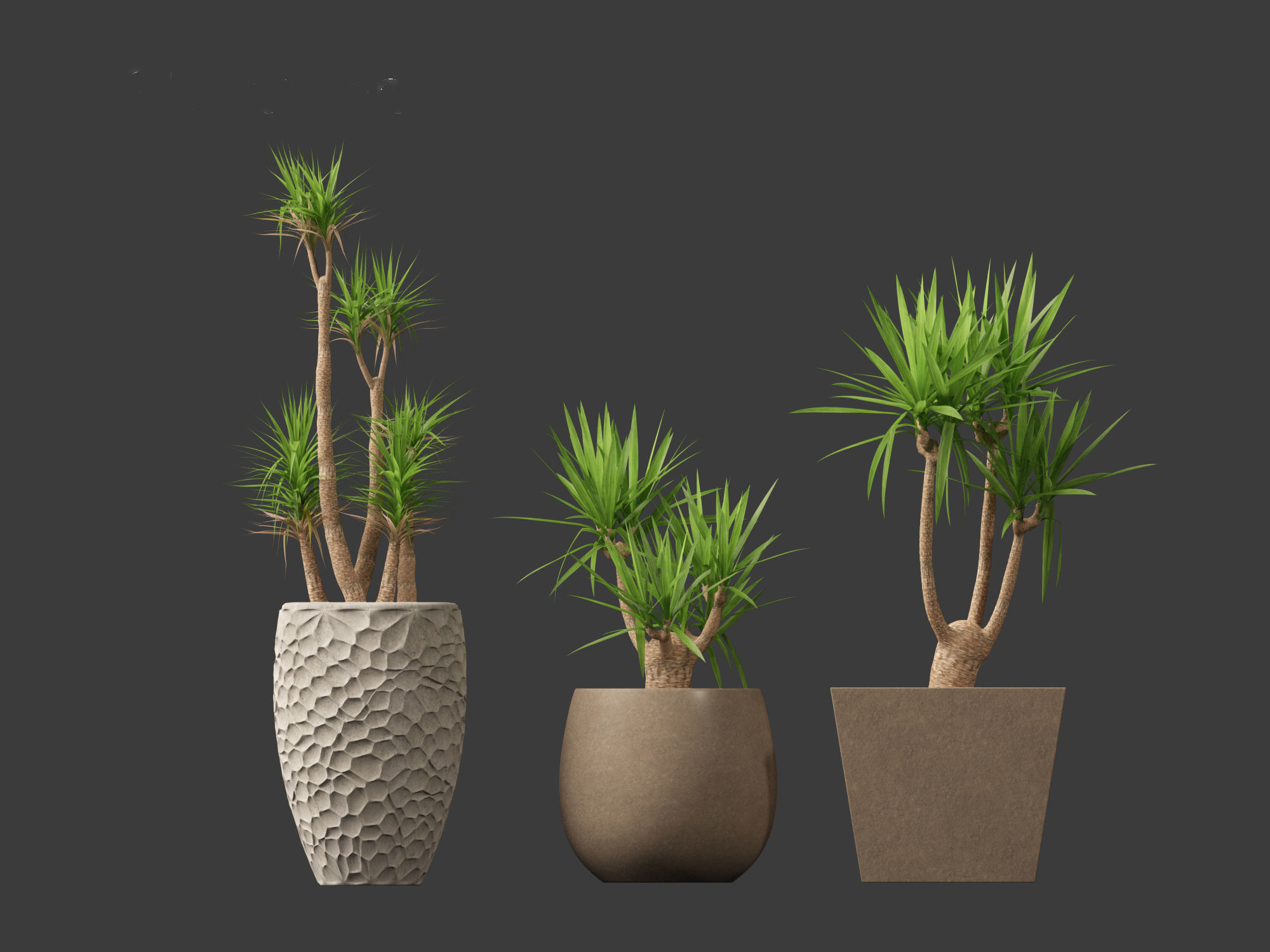 Yucca elephantipes - spineless yucca 3D model_13