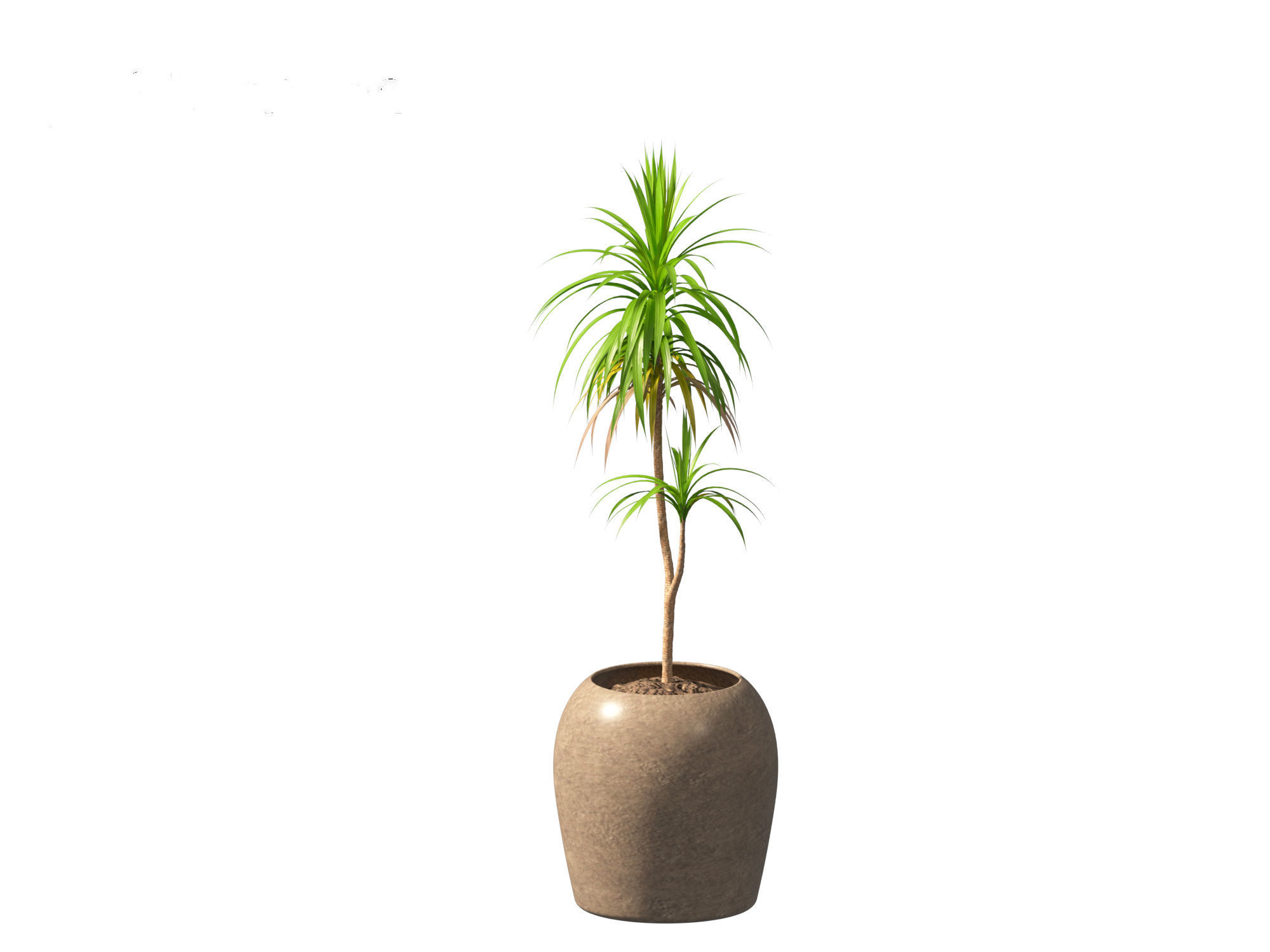 Yucca elephantipes - spineless yucca 3D model_3