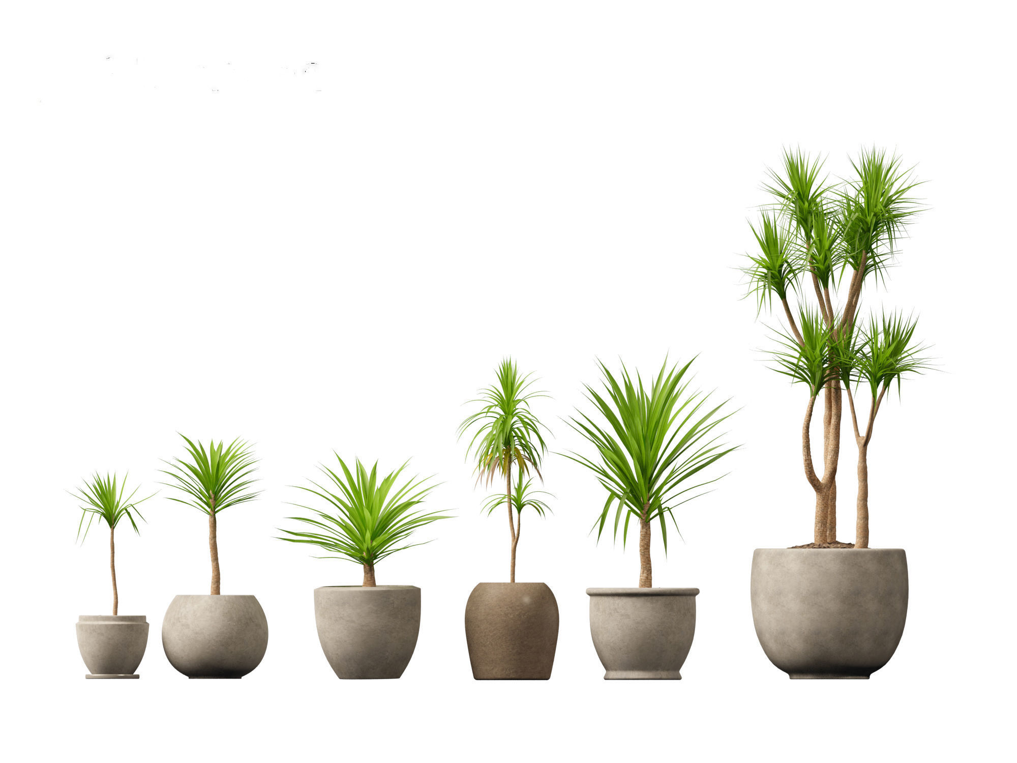 Yucca elephantipes - spineless yucca 3D model_9