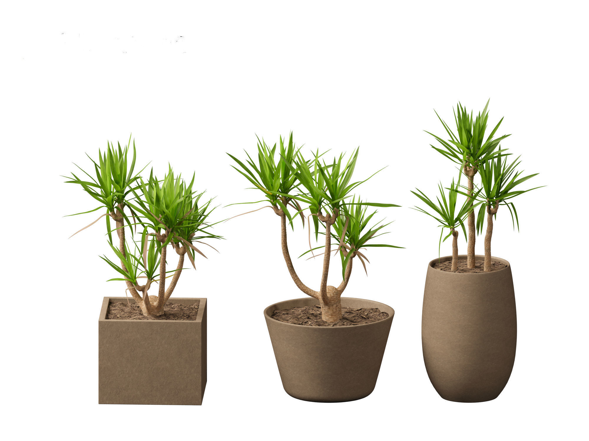 Yucca elephantipes - spineless yucca 3D model_6