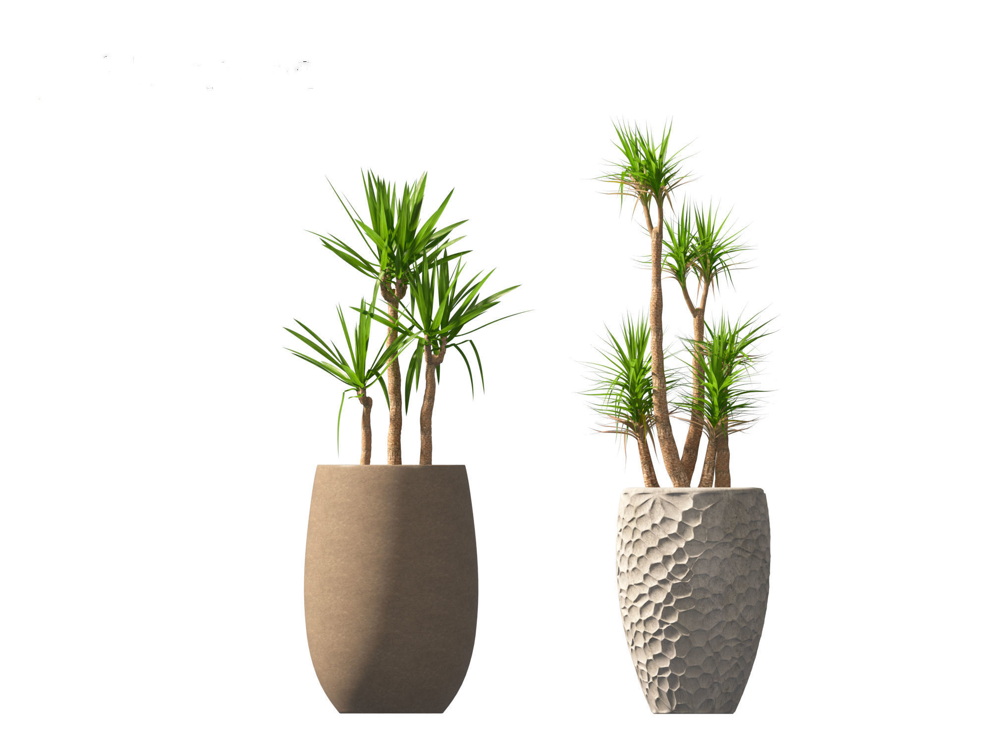 Yucca elephantipes - spineless yucca 3D model_2