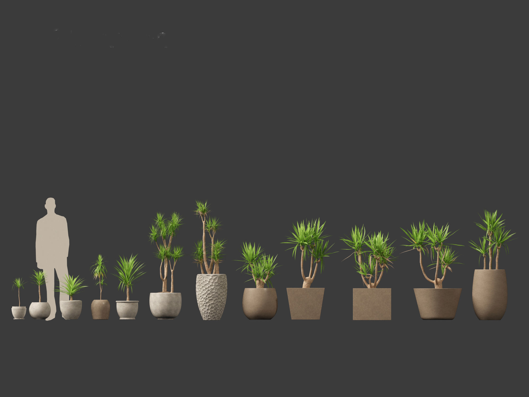 Yucca elephantipes - spineless yucca 3D model_7