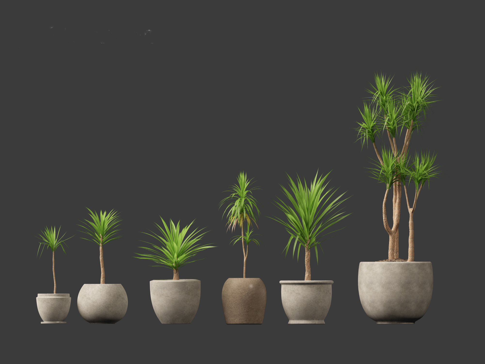 Yucca elephantipes - spineless yucca 3D model_8