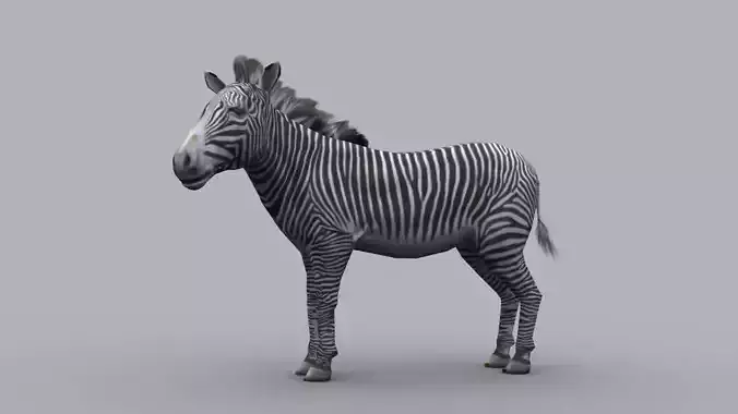 ZEBRA GAME READY ANIMATED MODEL Low-poly 3D model