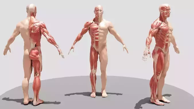 Male Full Body  Anatomy
