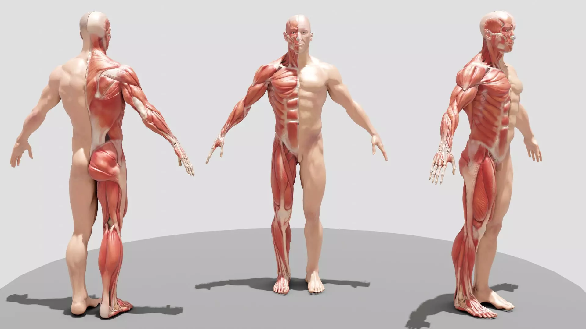 Male Full Body Anatomy Low-poly 3D model