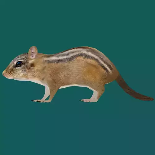 Chipmunk Tamias  Rodent