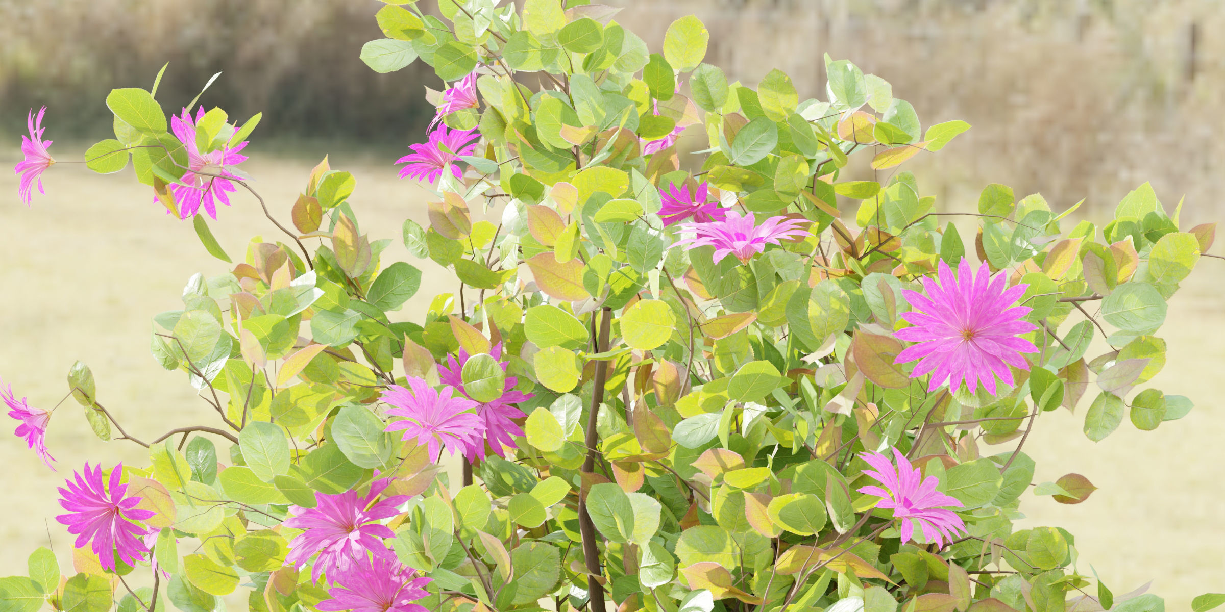 Flowering Bushes collection vol 108-Blender 3D model_3