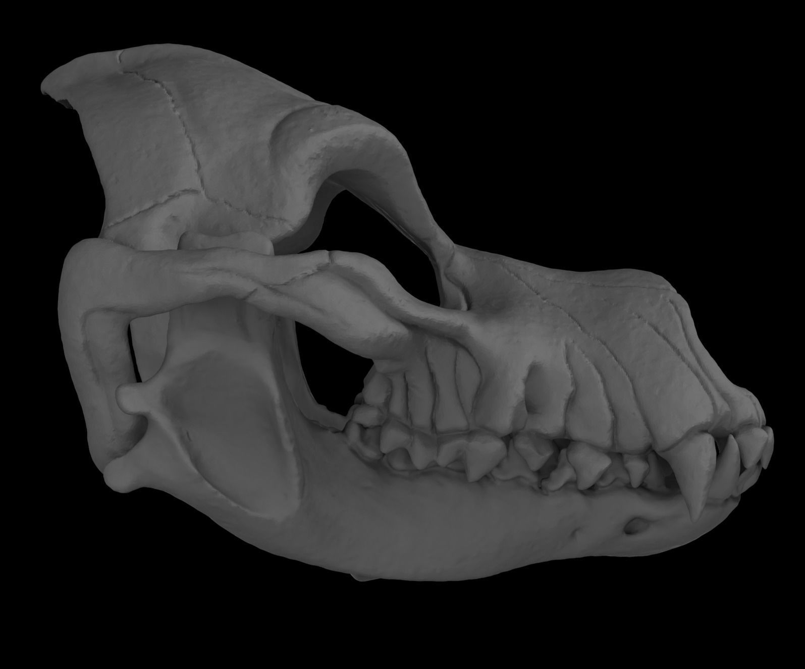 Articulated Wolf Skull Mask 3D print model_3