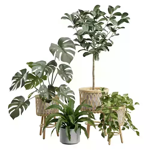 Indoor Plants Pack 57