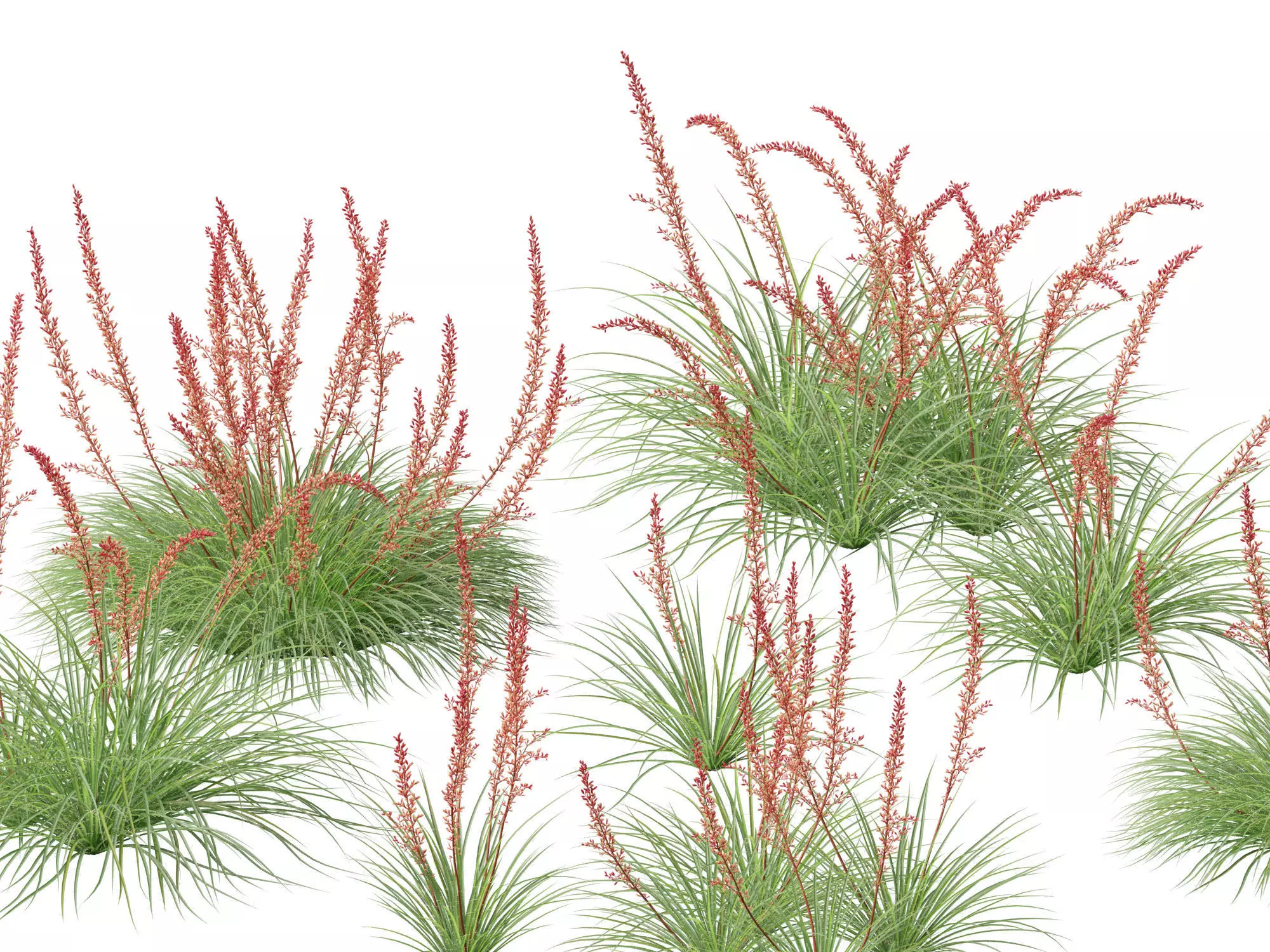 Hesperaloe parviflora - Redflower false yucca 3D model