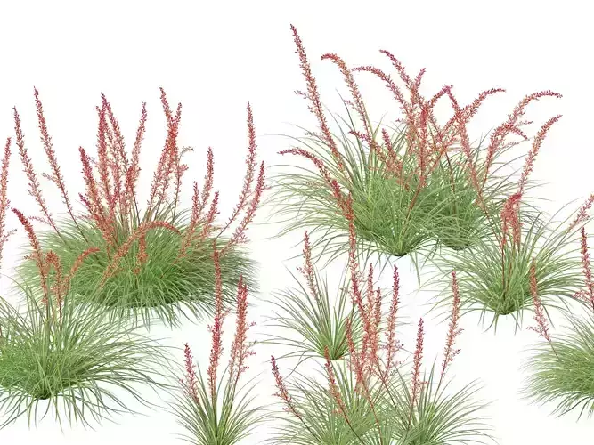 Hesperaloe parviflora - Redflower false yucca 3D model