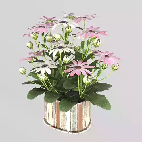 Osteospermum flower in a pot