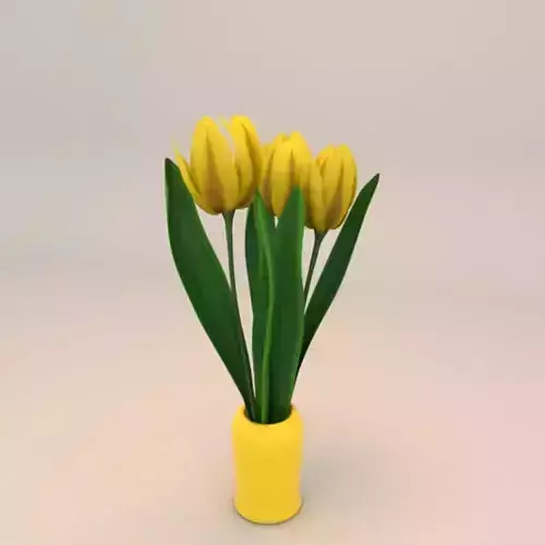 Tulip Flower