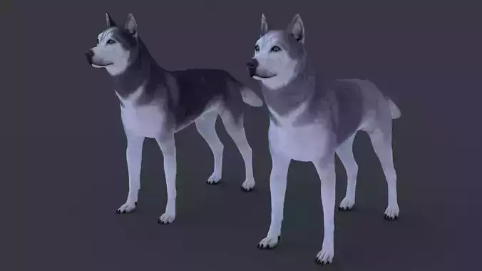 Two Huskies Collection Low-poly 3D model