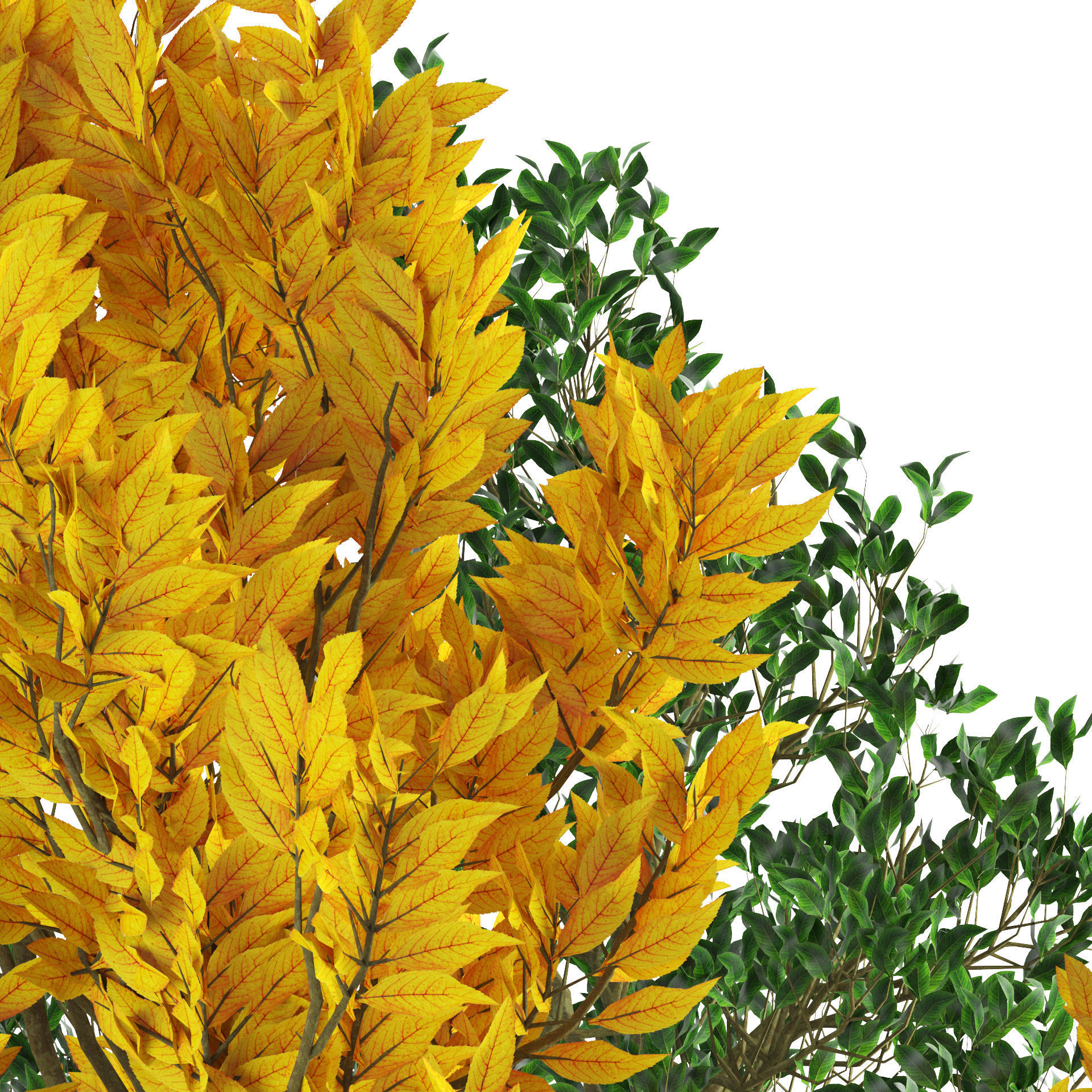 Fall and green Foliage Saplings trees 3d pack Low-poly 3D model_3