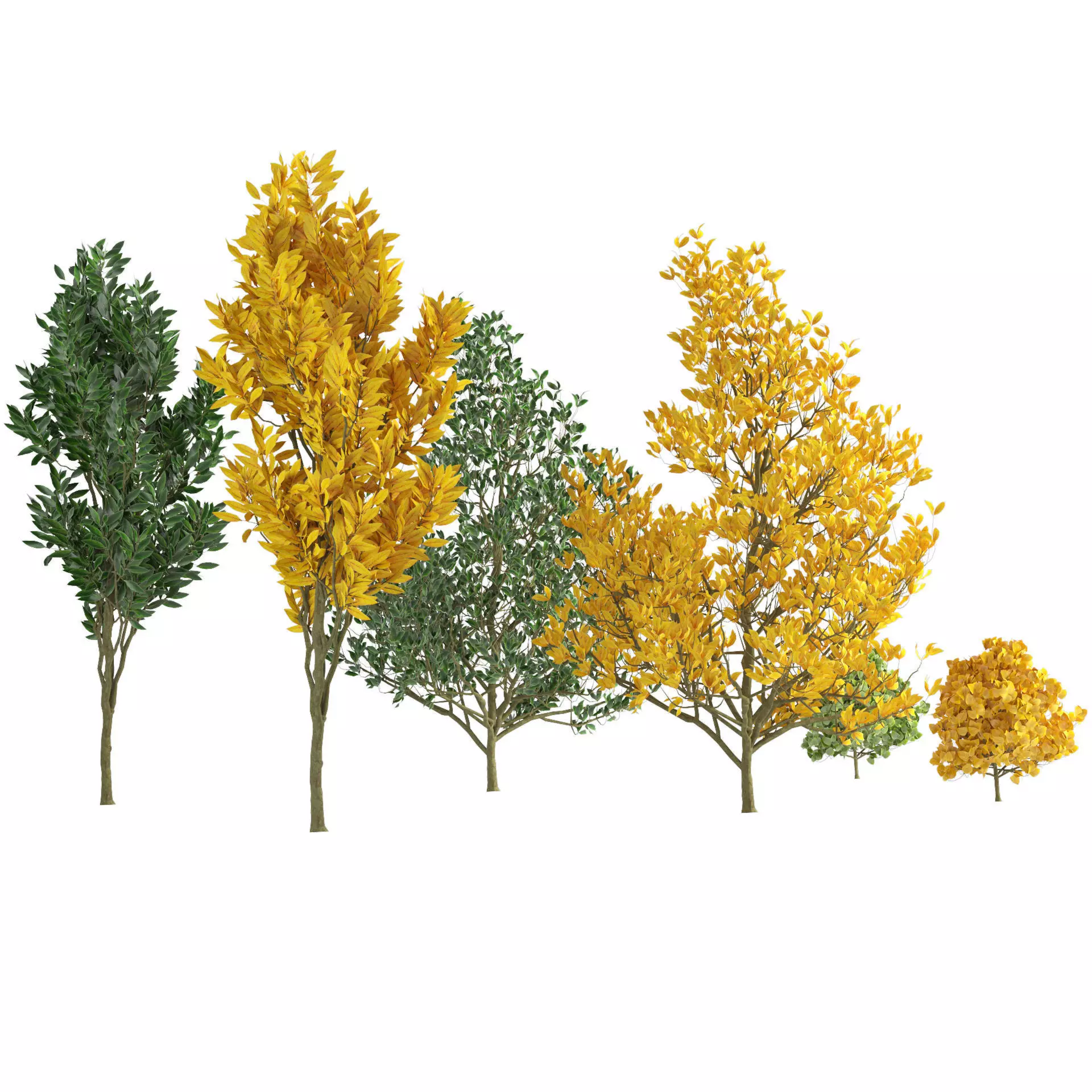 Fall and green Foliage Saplings trees 3d pack Low-poly 3D model_0