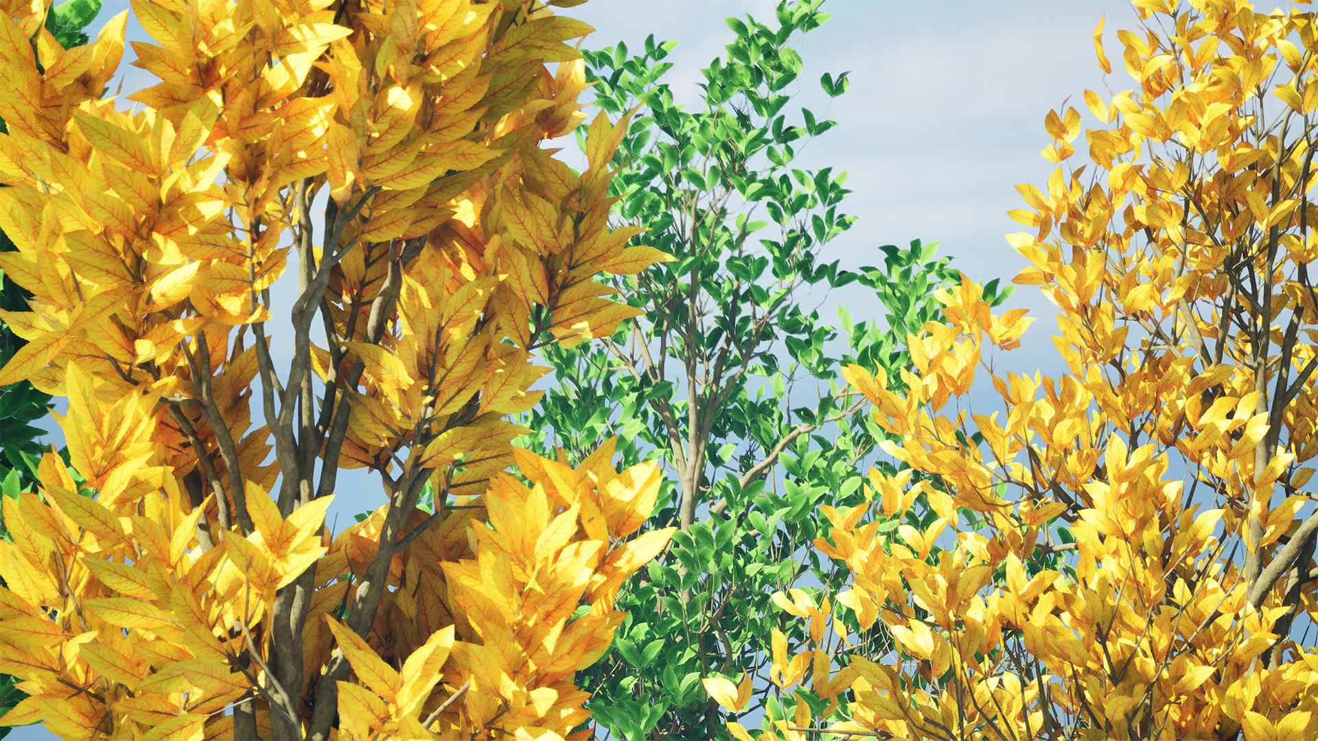 Fall and green Foliage Saplings trees 3d pack Low-poly 3D model_5