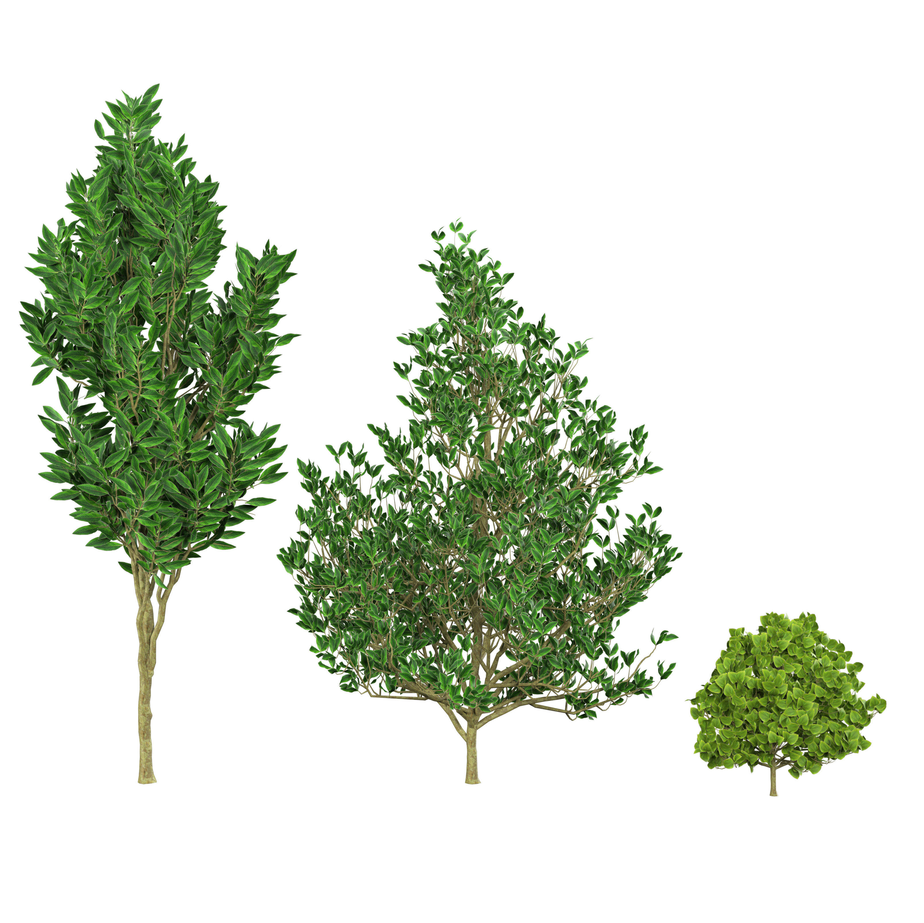 Fall and green Foliage Saplings trees 3d pack Low-poly 3D model_9