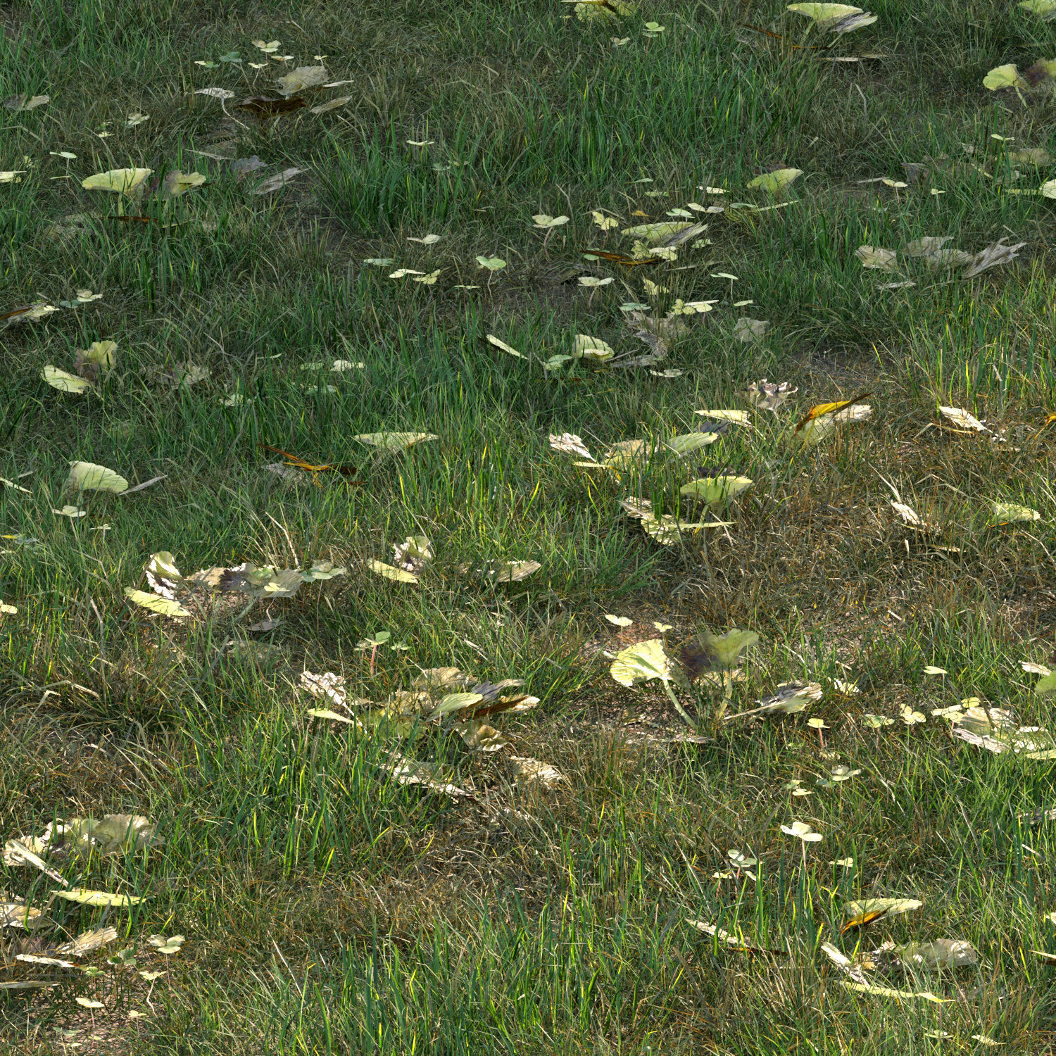 grass10 3D model_1