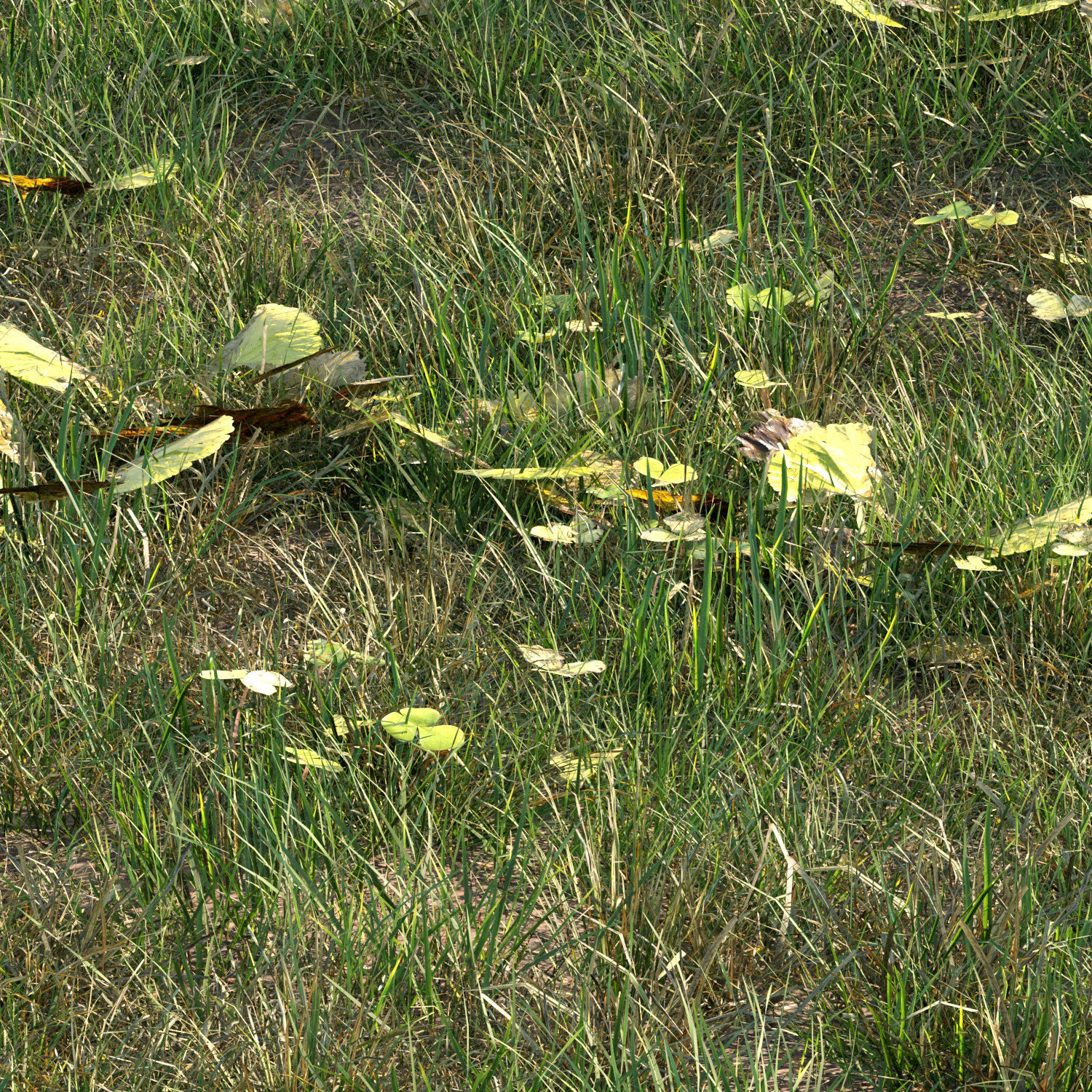grass10 3D model_2
