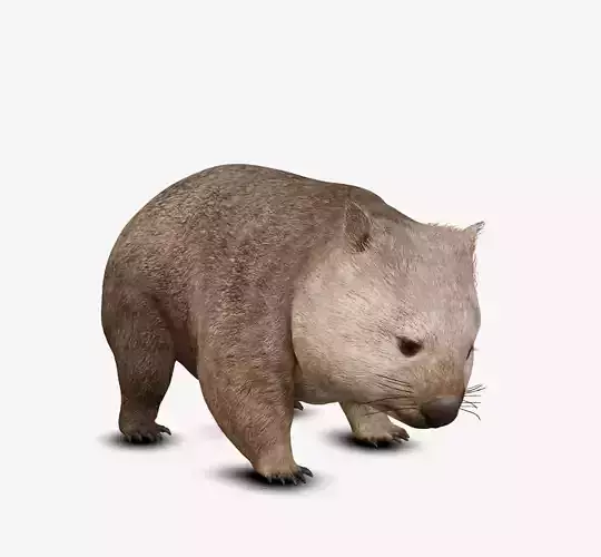 wombat