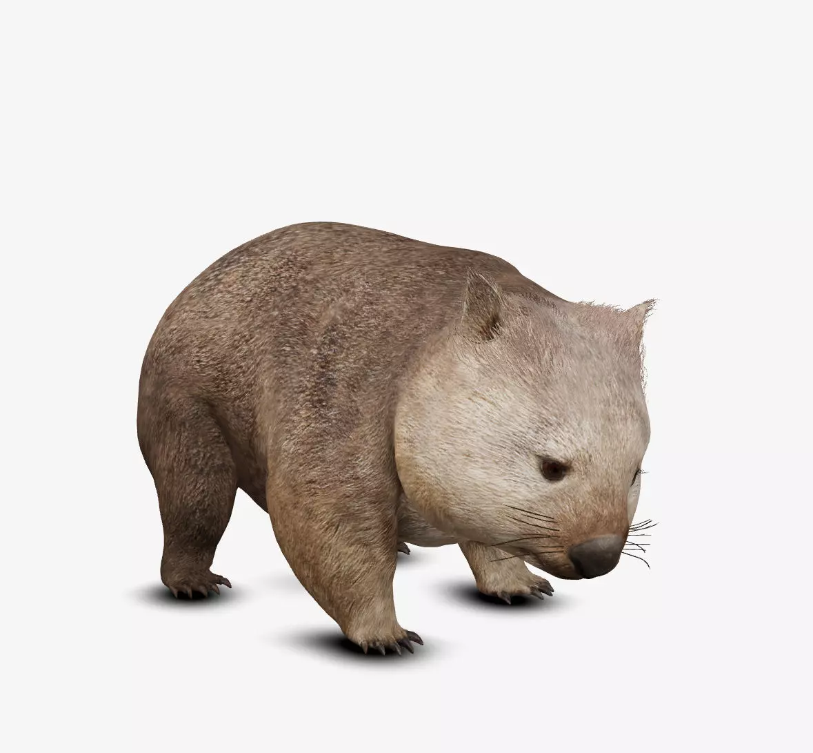wombat Low-poly 3D model