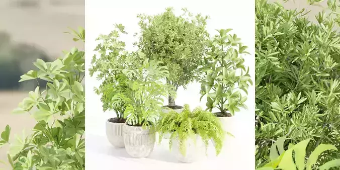 Indoor Outdoor Plants collection vol 105-Blender 3D model