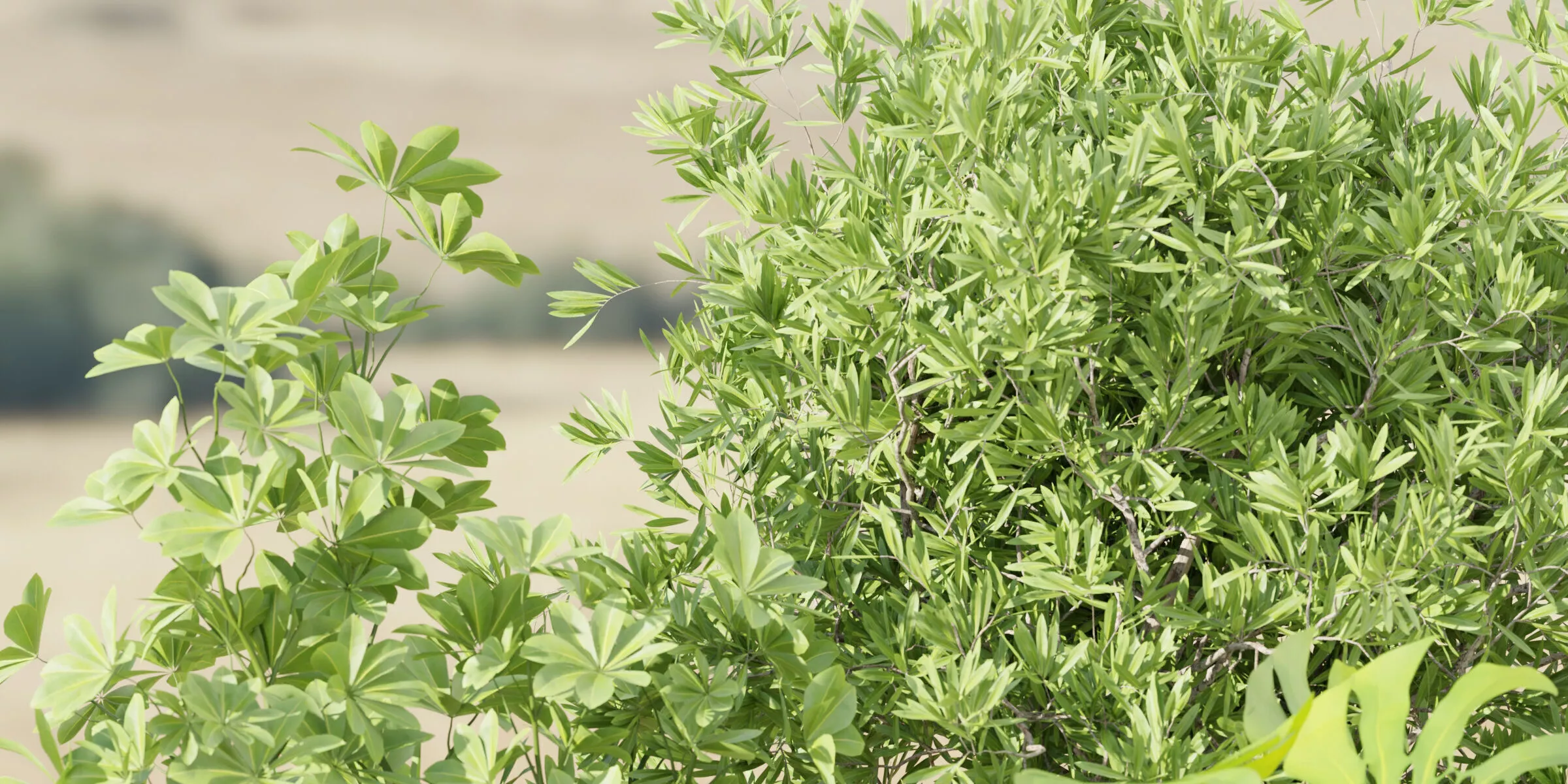 Indoor Outdoor Plants collection vol 105-Blender 3D model