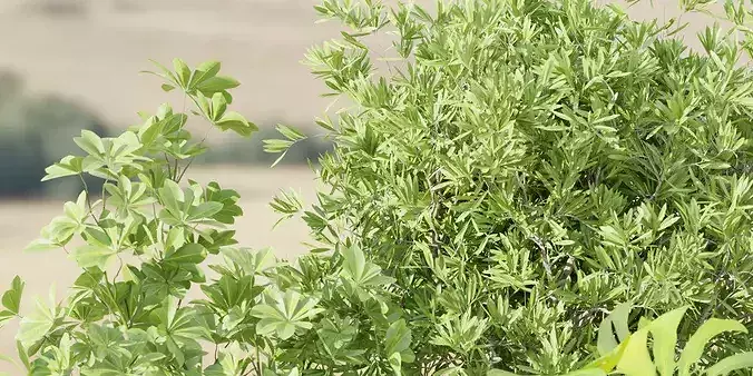 Indoor Outdoor Plants collection vol 105-Blender