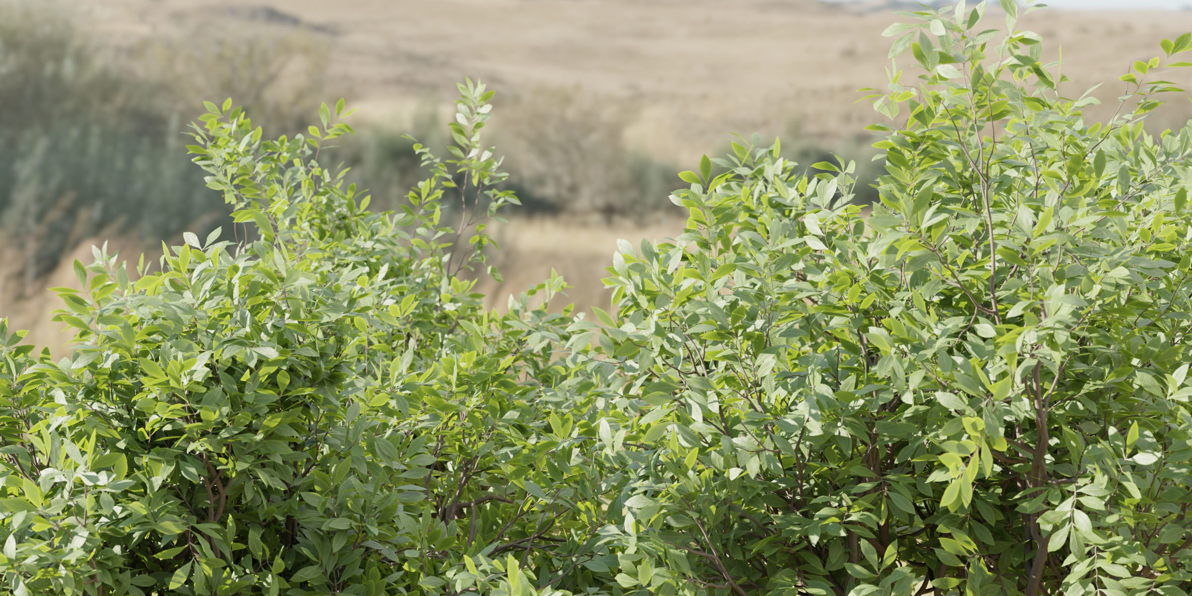 bushes 4 collection vol 110-Blender 3D model_3