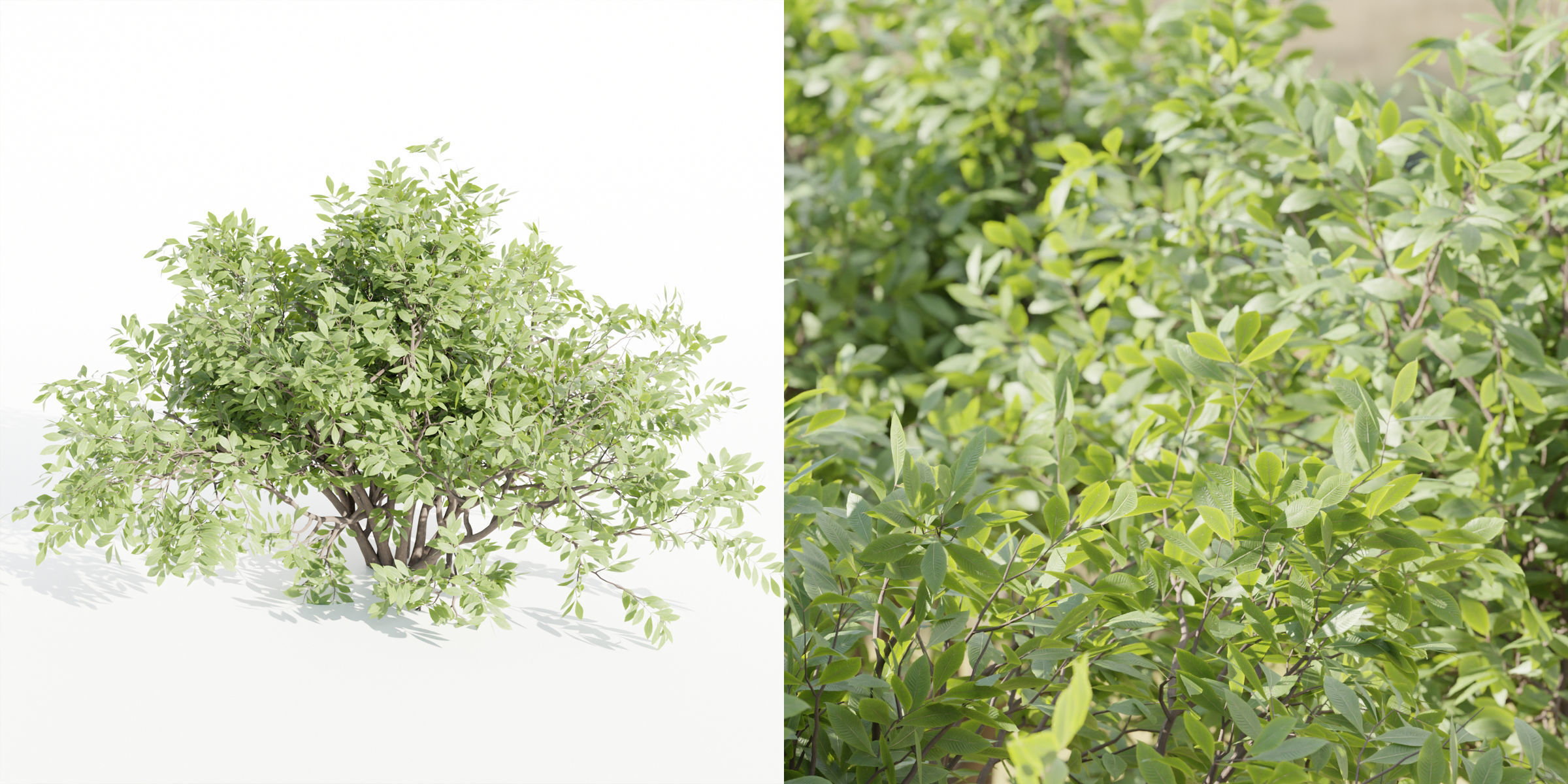 bushes 4 collection vol 110-Blender 3D model_7