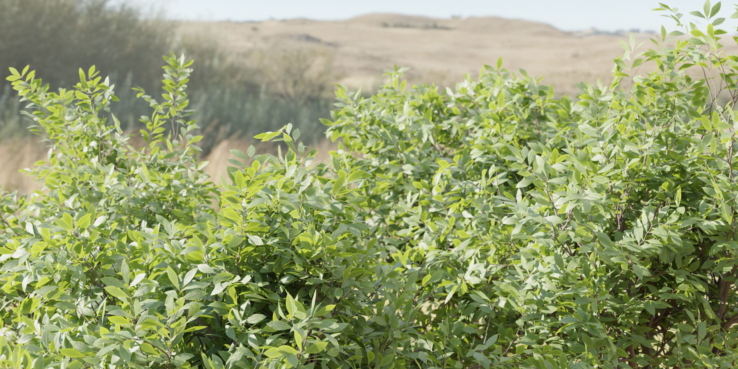 bushes 4 collection vol 110-Blender 3D model_2