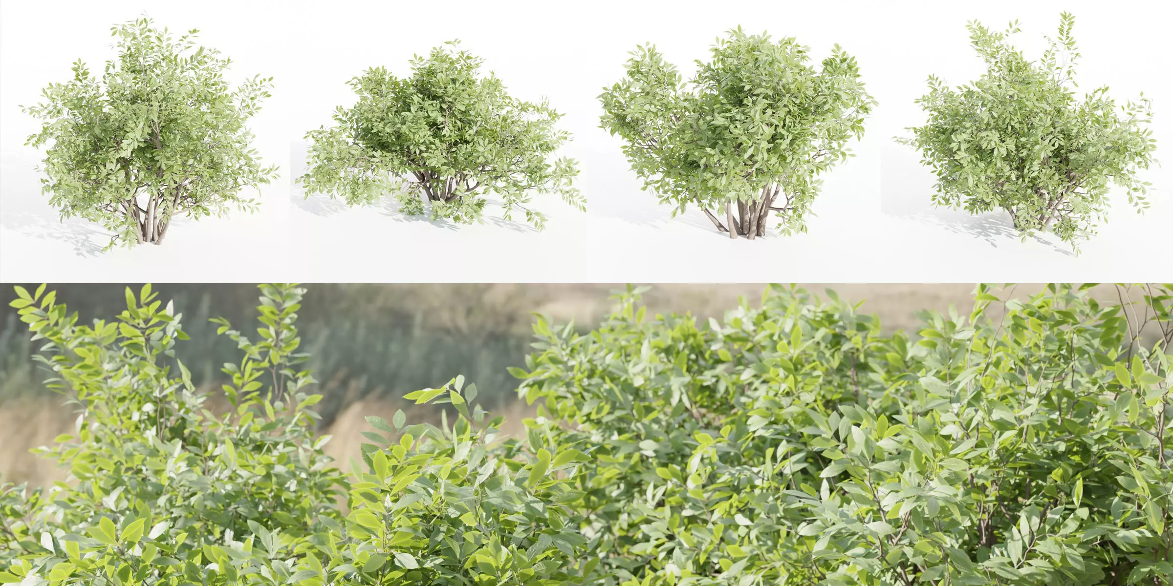 bushes 4 collection vol 110-Blender 3D model_0