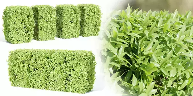 Laurel Hedging Bushes vol 111-Blender